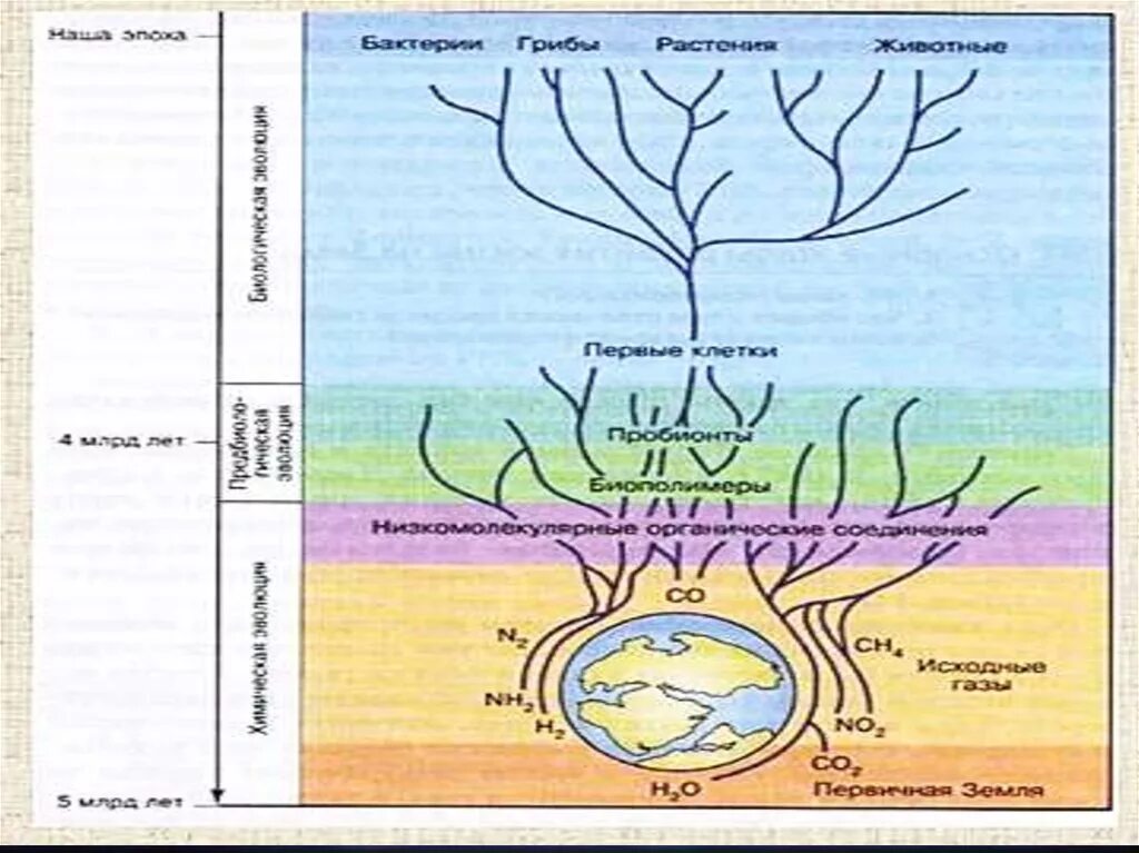 Формирование биосферы схема. Основные этапы развития биосферы. Основные этапы формирования биосферы. Эволюция биосферы схема. Основные этапы эволюция жизни