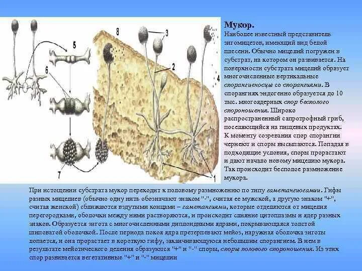 Мукор образует. Мукор субстрат. Мукор царство. Мукор образует мицелий. Гриб мукор царство.