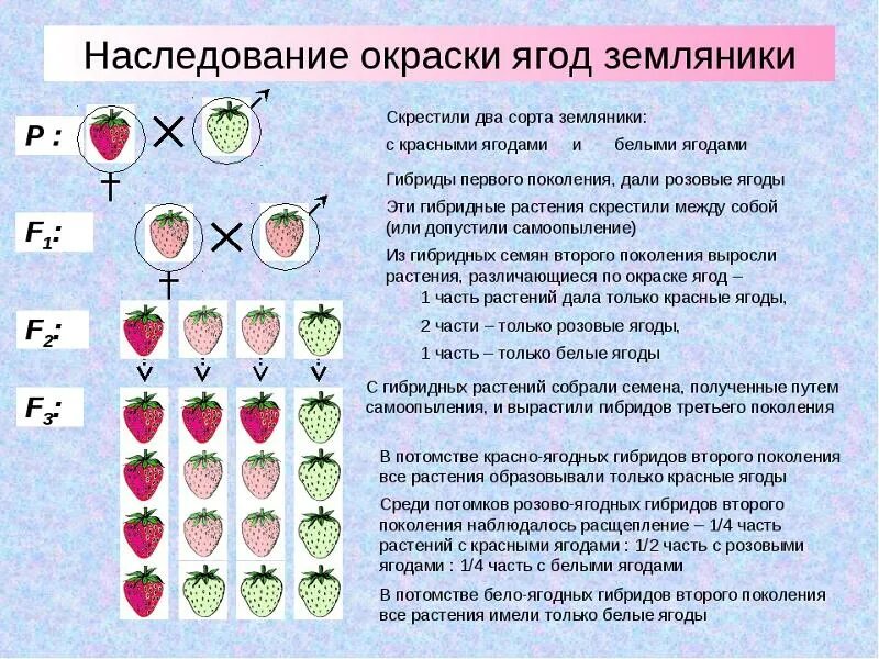 Гибриды второго поколения имеют. Наследование окраски плодов у земляники. Скрещивания двух разных растений. Скрещивание земляники. Скрещивание гибридов первого поколения Тип наследования.