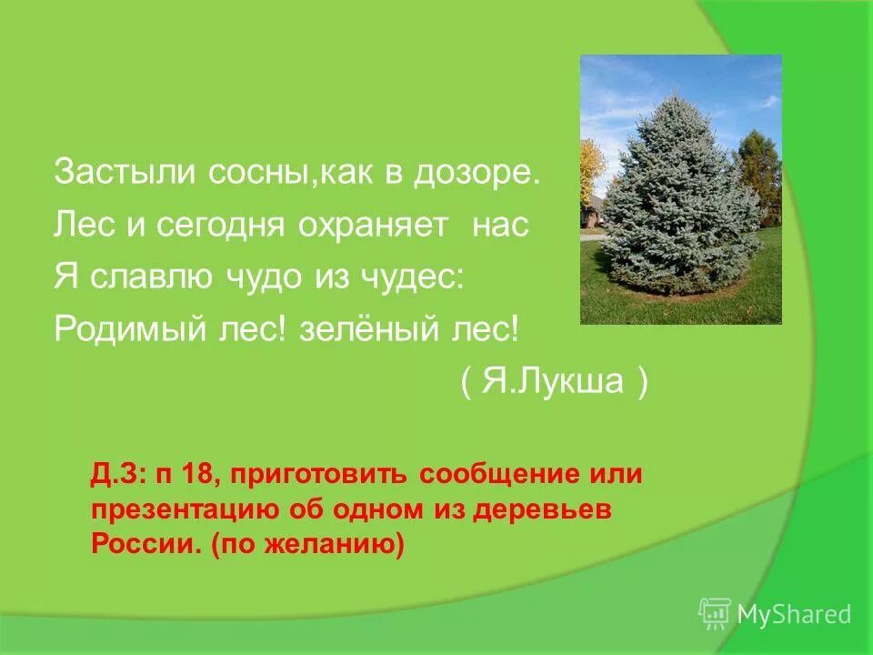 я застываю на сосне бываю и на ели. я в лесу была сегодня. красногорск лес. пожар на природе. металл в лесу.