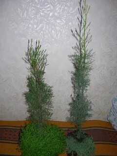 Прорастить кипарис