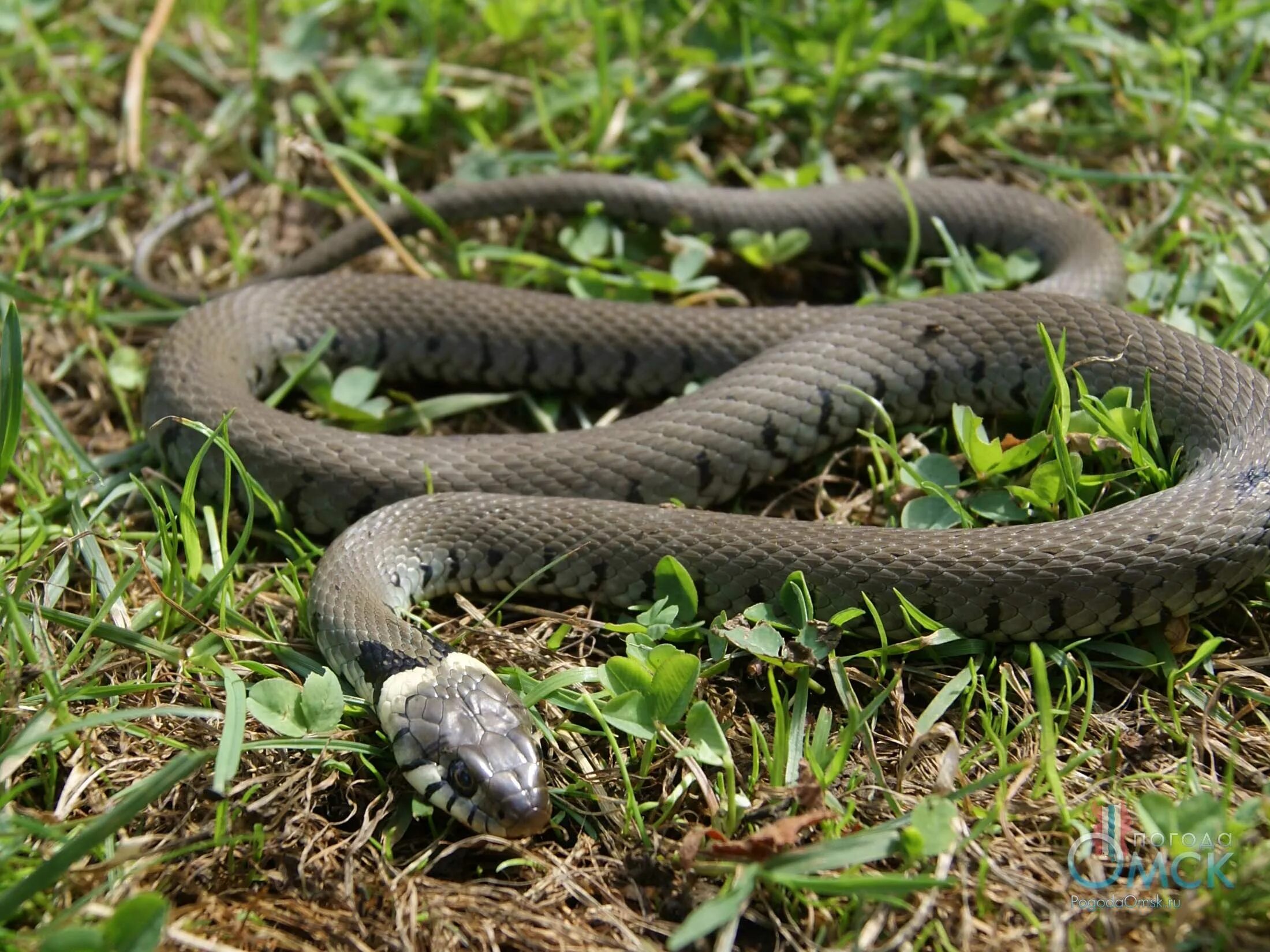 Grass snake. Обыкновенный уж Natrix Natrix. Гадюка уж медянка. Обыкновенный уж (Natrix Natrix l.). Уж обыкновенный - змея неядовитая.