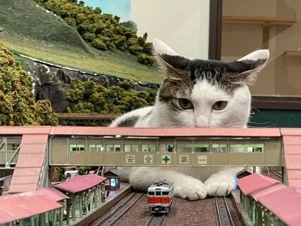 Специальные коты