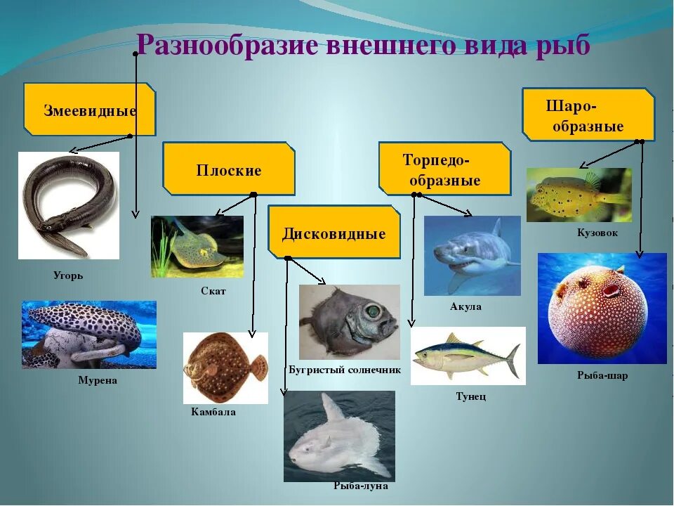 Какое значение рыб. Разнообразие рыб. многообразие рыб в природе. рыбы в жизни человека. роль рыб в жизни человека.