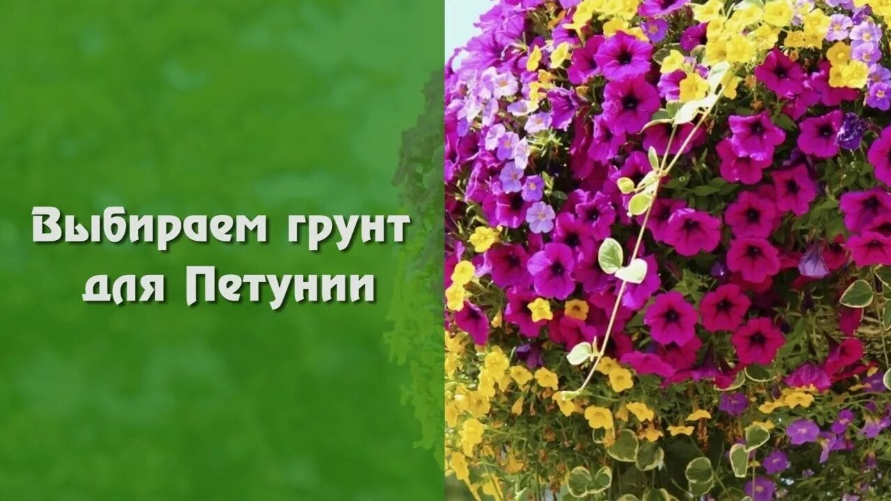 Грунт для петуний. Петуния в грунте. Земля для петунии. Покупной грунт для петуний. Лучший грунт для петуний