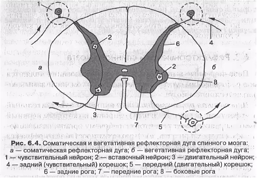 Схема соматического и вегетативного рефлекса. Нейроны рефлекторной дуги таблица. Схема простой рефлекторной дуги. Двигательный путь вегетативной рефлекторной дуги схема. Схема трехнейронной рефлекторной дуги соматического рефлекса.