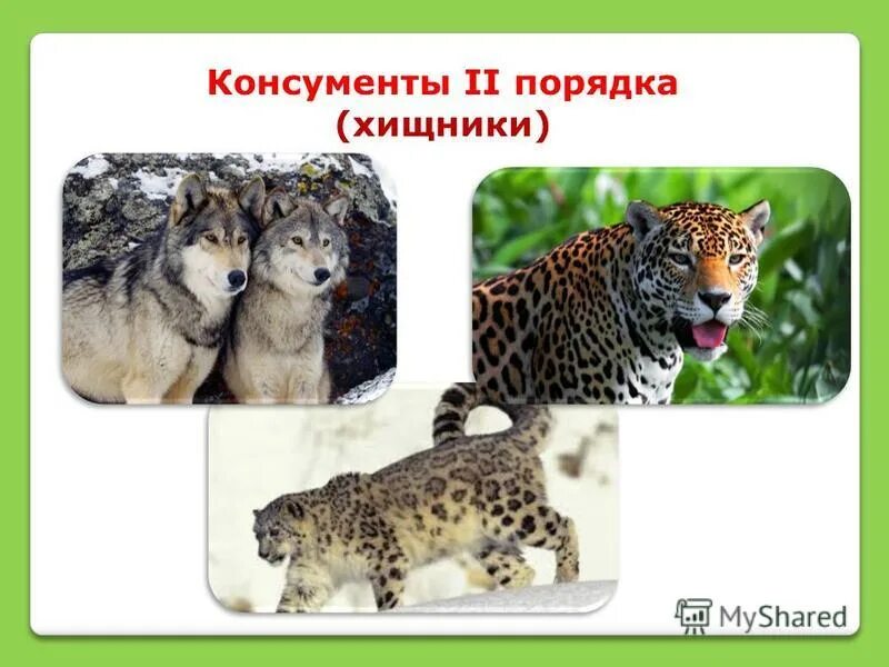 хищник консумент 1 порядка