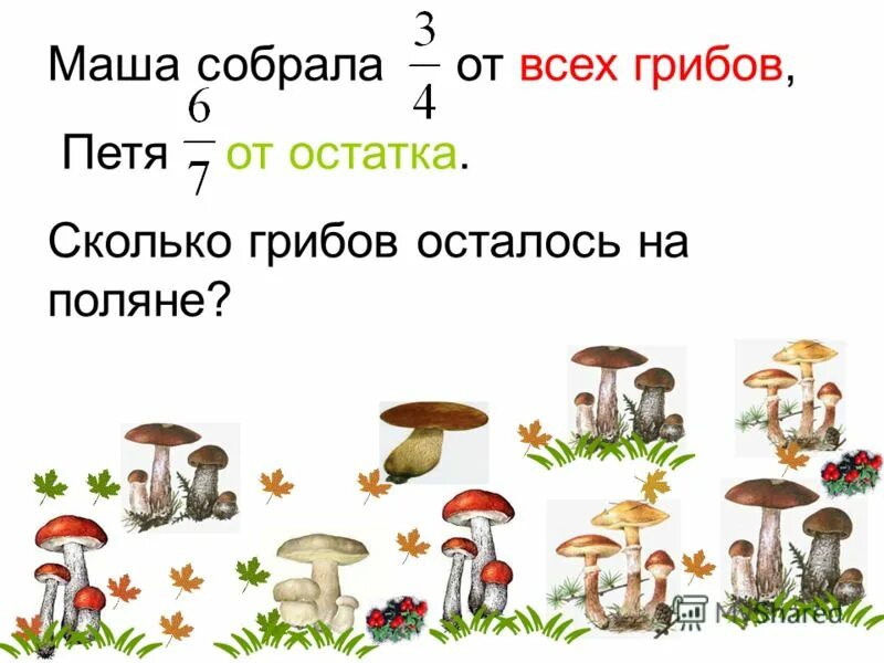 Сколько грибов в мире. Сколько в грибах. Сколько грибов во всей стране. Сколько грибов на свете.