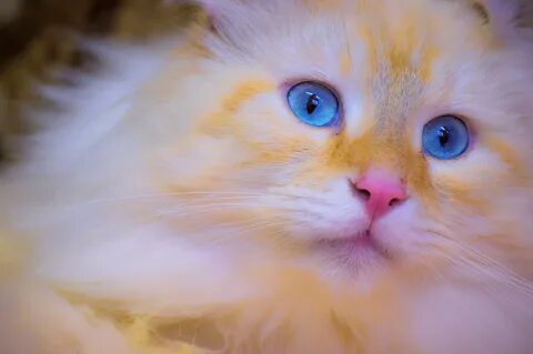 Котята с желтыми глазами