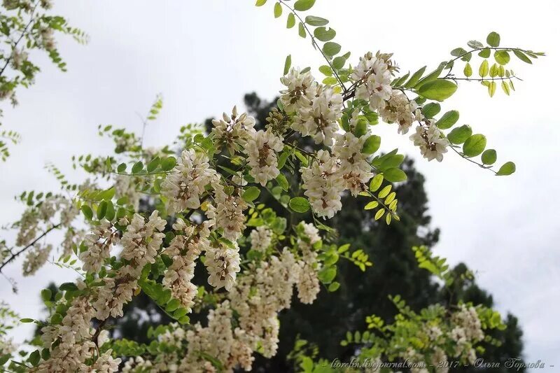 Белой акации гроздья. Гроздья акации. Робиния альба. Белая акация ессентуки. Белая акация дерево.