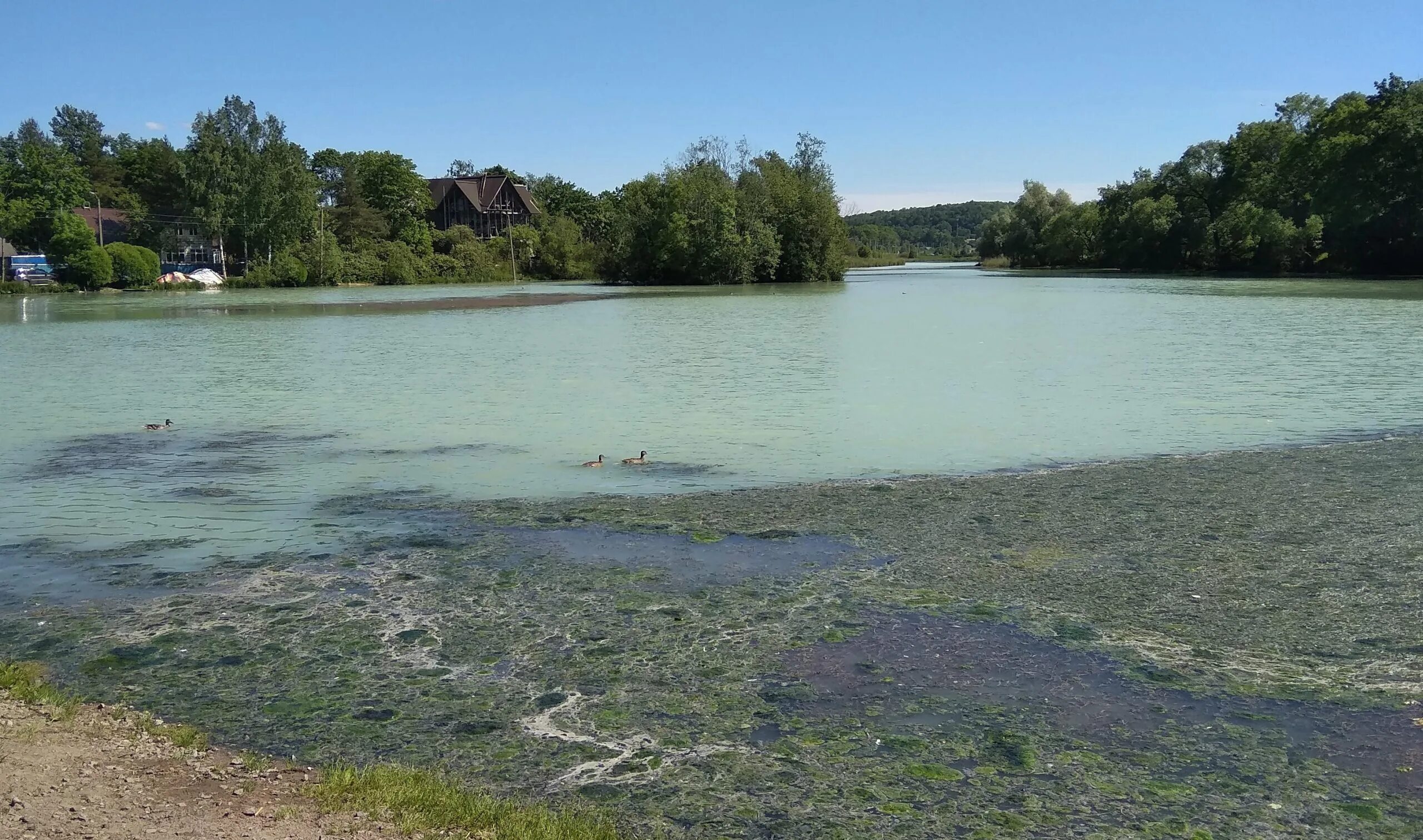 Болотная тина в озере. Грязный водоем. Мутный пруд. Загрязненные пруды в москве. Загрязнение озер.