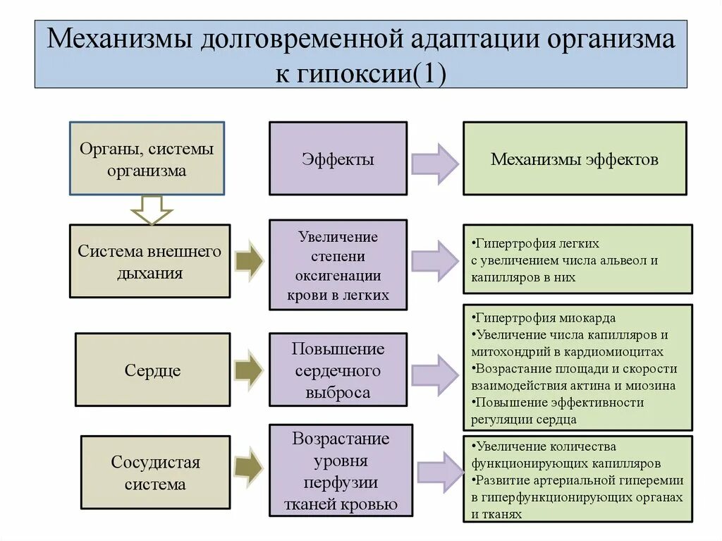 Изменение реакция адаптация. Механизмы срочной и долговременной адаптации. Механизмы срочной и долговременной адаптации к гипоксии. Долговременные механизмы адаптации при гипоксии. Механизмы срочной адаптации при гипоксии.