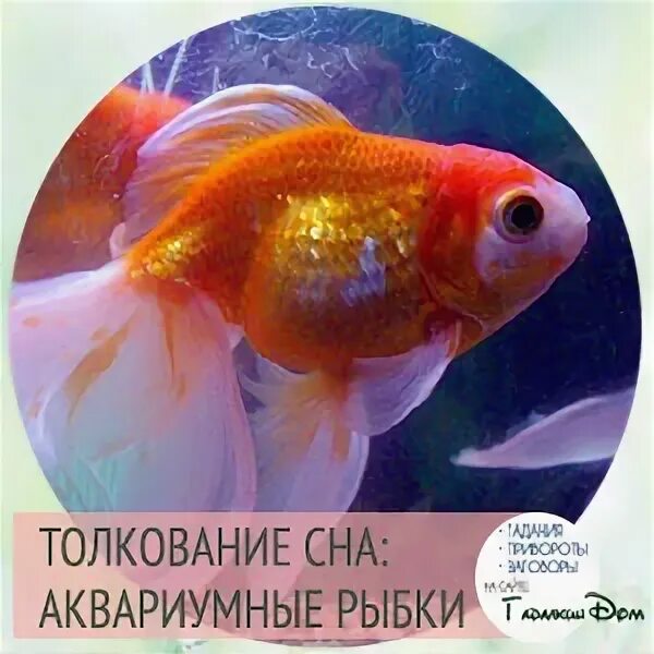 Спать сома. Увидеть во сне рыбок. Сонник рыба. Рыба во сне для мужчины к чему снится. Увидеть во сне рыбок.