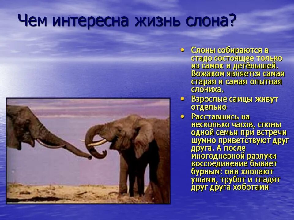 Слоников краткое. Интере ные ыакты о млонах. Интересные факты о слоне. Интересные факты о слонах. СЛОНОН интересные факты.