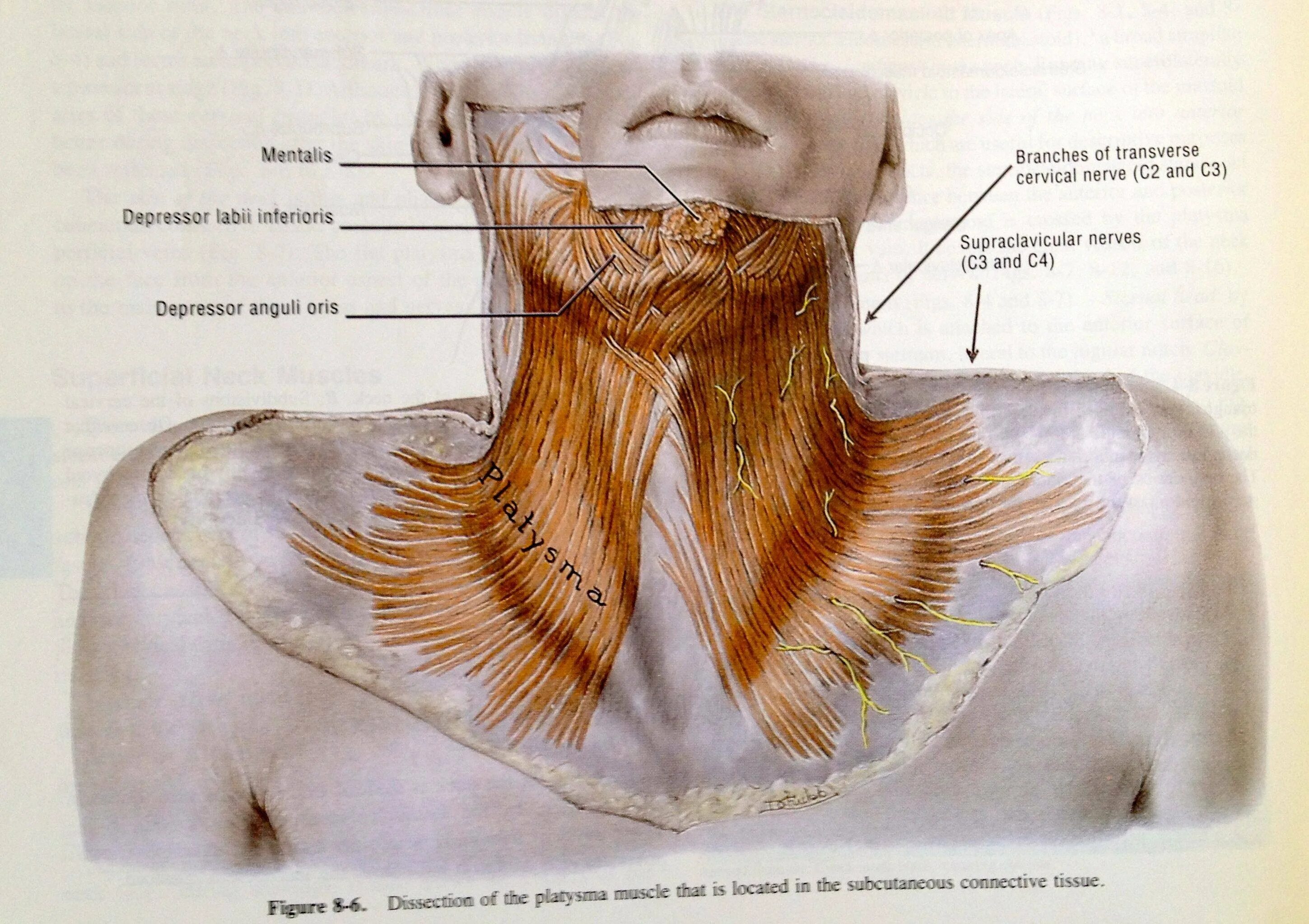 Подкожная мышца шеи platysma. Мышцы подбородка. Большая скуловая мышци. Подкожная мышца шеи platysma. Платизма анатомия мышца.