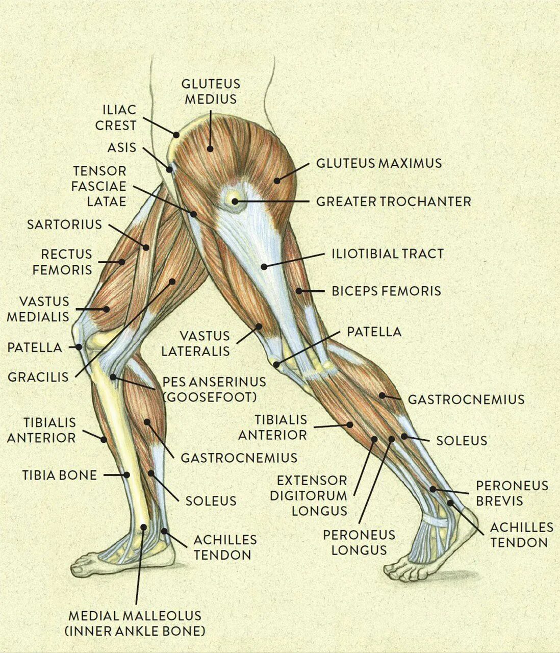 Ноги и мышцы все время. Части мышц ног. Мышцы ног анатомия. Части тела ноги анатомия. Анатомия человеческой ноги.