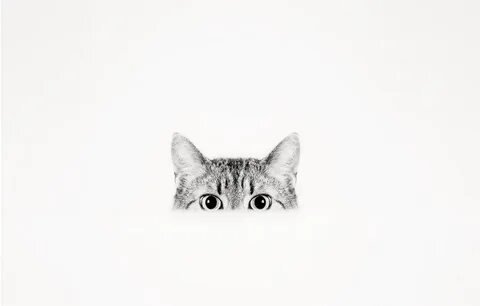 Коты в презентацию