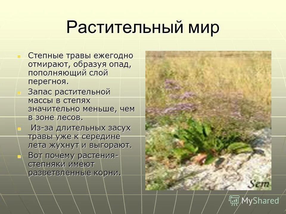 Растение степи 4 класс окружающий мир сообщение. Растительный мир степи в россии. растительность зоны степей. растительный мир степной зоны. степные растения презентация.