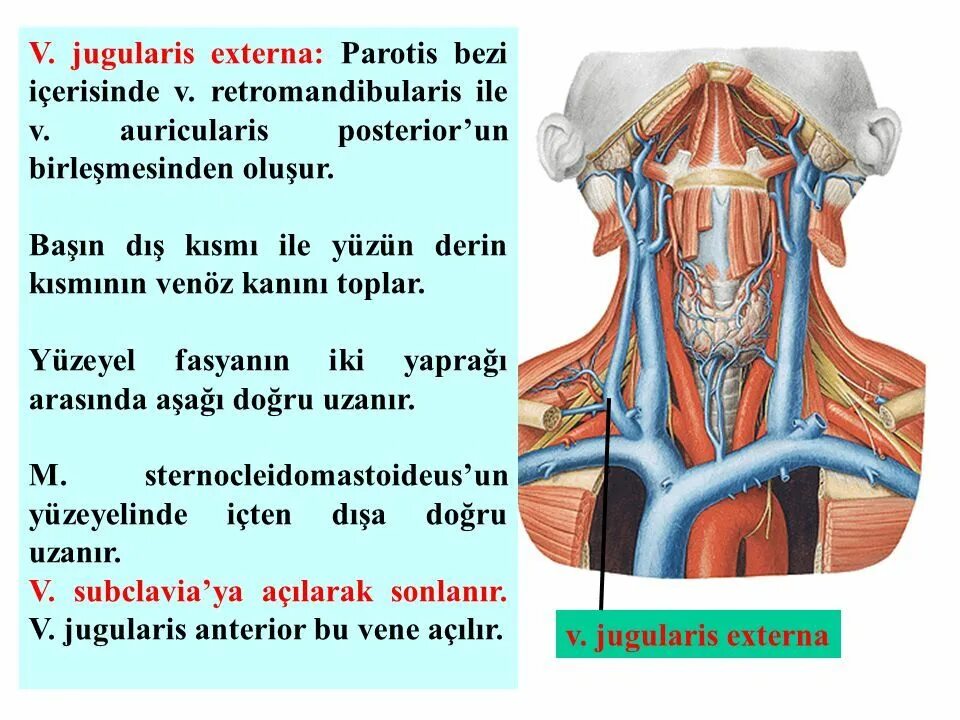 Внутренняя вена латынь. V. jugularis externa препарат.