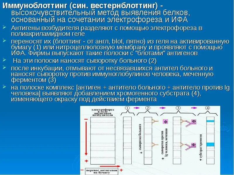 Иммуноблоттинг ВИЧ микробиология. Иммуноблоттинг ВИЧ принцип метода. Иммуноблоттинг принцип реакции. -Иммуноблот (иммунный блоттинг)..