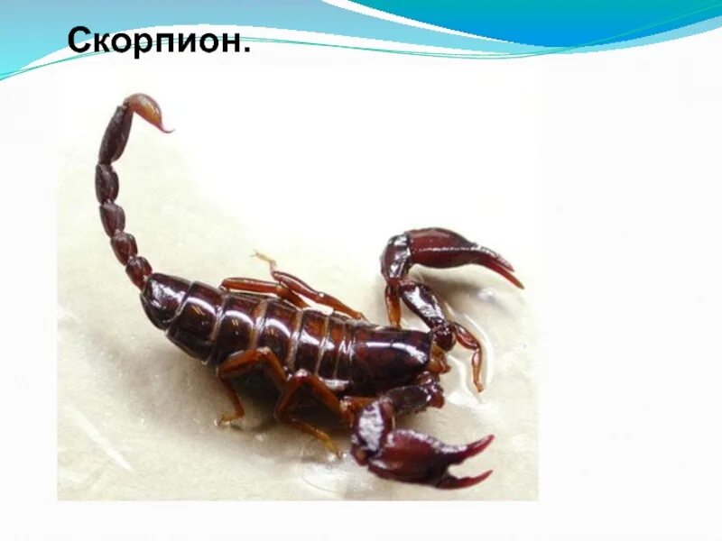 Скорпион. Членистоногие Скорпион. Скорпион класс. Беспозвоночные Скорпион.