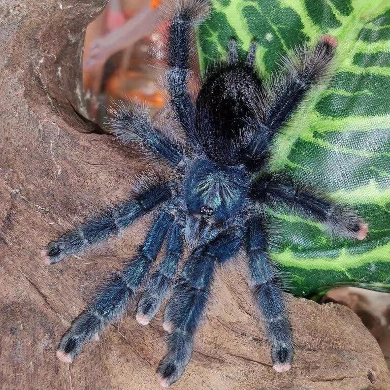 Паук птицеед содержание. Паук avicularia geroldi. авикулярия герольди (avicularia geroldi). avicularia versicolor самец. птицеед авикулярия обыкновенная.