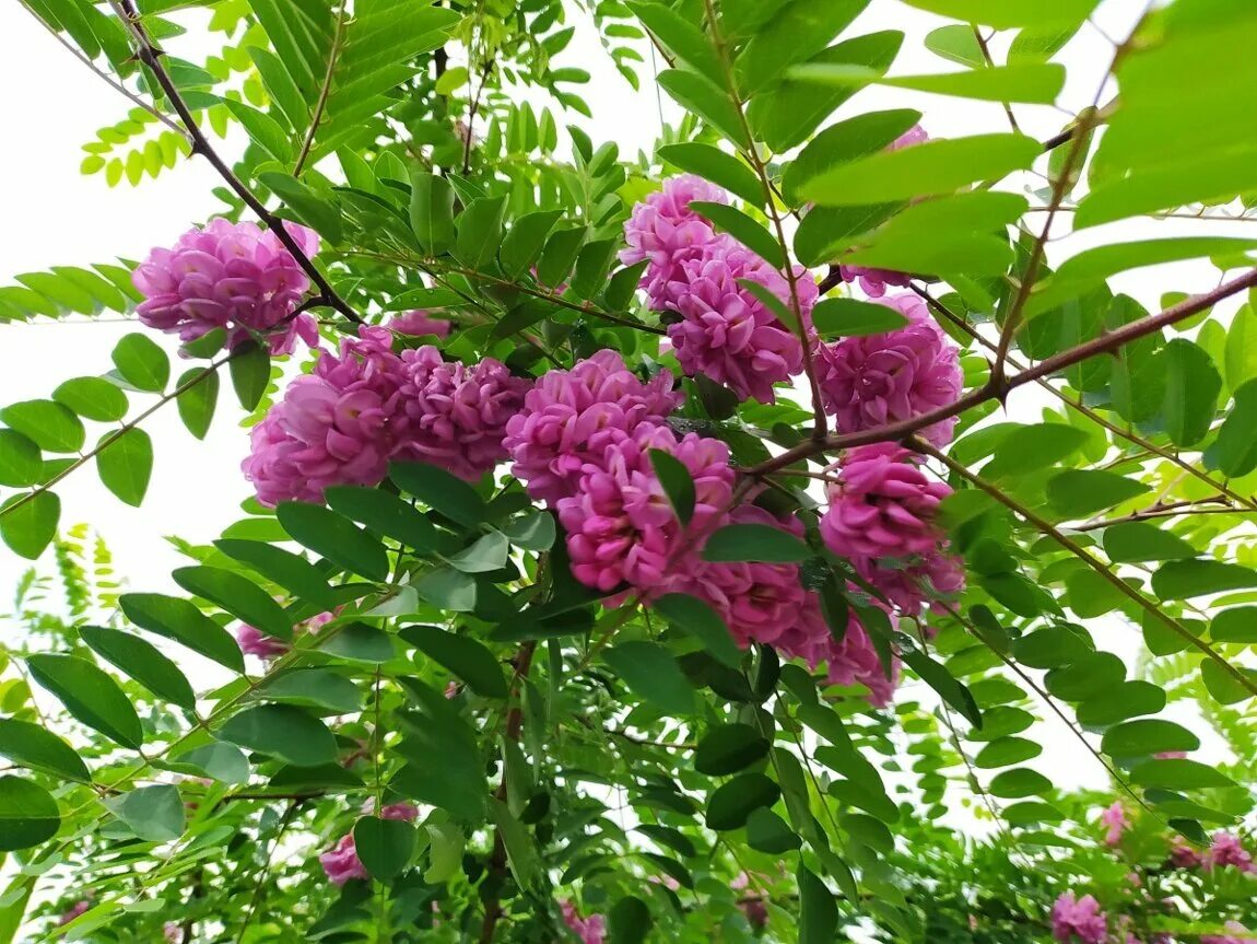 Робиния маргариты пинк каскад. Robinia pink cascade - робиния пинк каскад. Робиния пурпл роуб. Акация робиния розовая. Робиния розовая лжеакация.