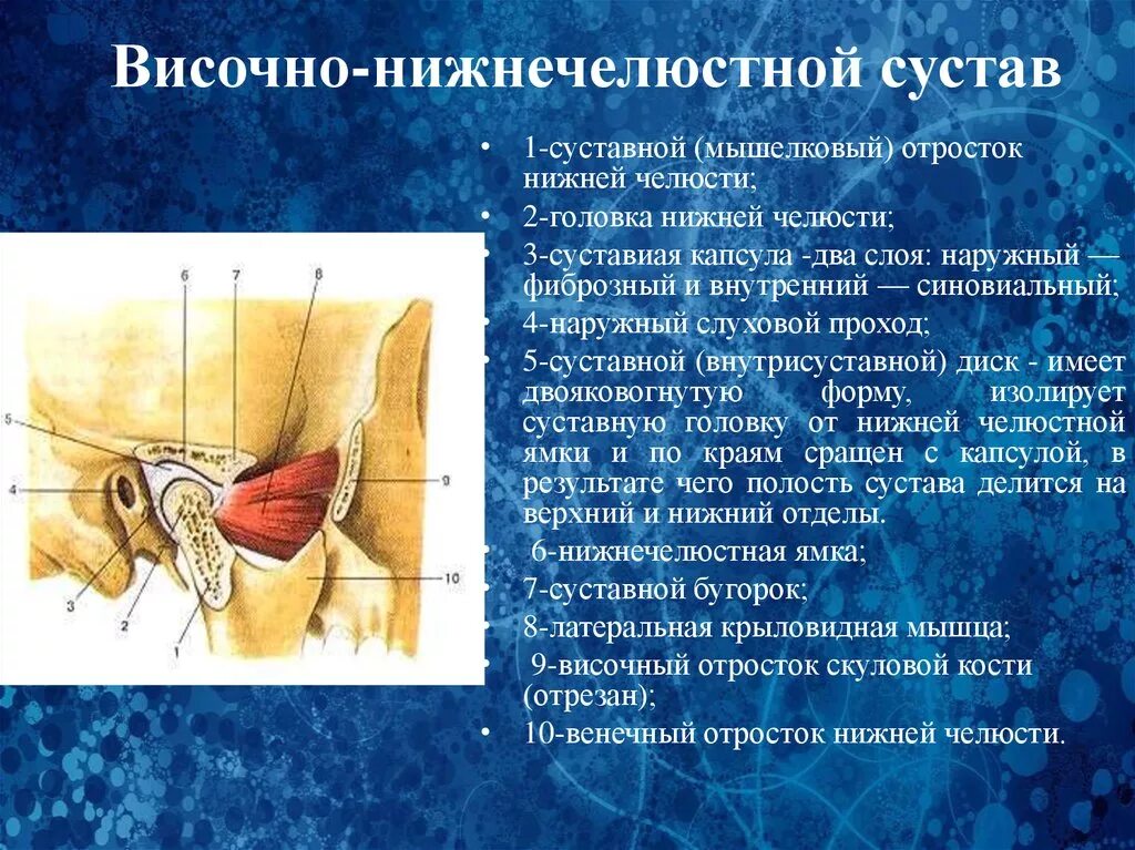 Соединение нижнечелюстной и височных костей. Синовиальная мембрана височно нижнечелюстного сустава. Клиническая анатомия ВНЧ. Височно-нижнечелюстной анатомия. Суставной диск височно-нижнечелюстного сустава.