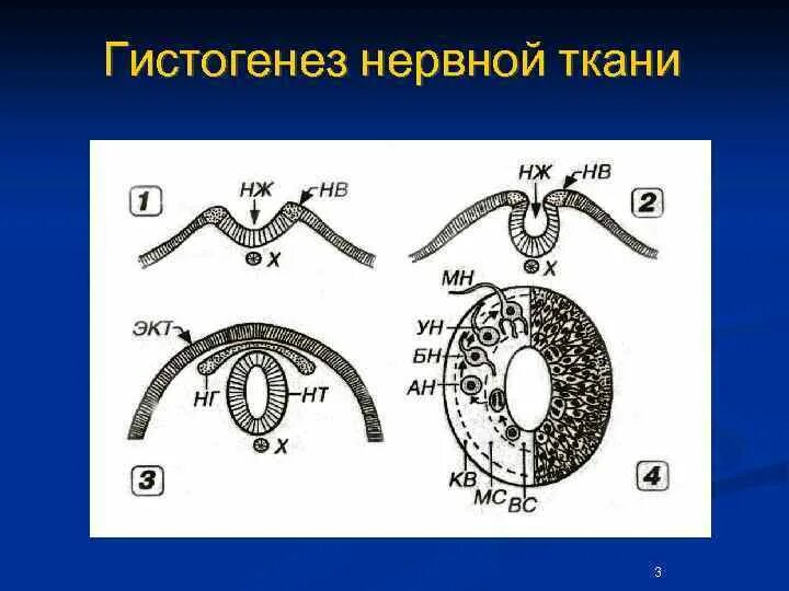 Гистогенез нервной ткани. Гистогенез нервной ткани
