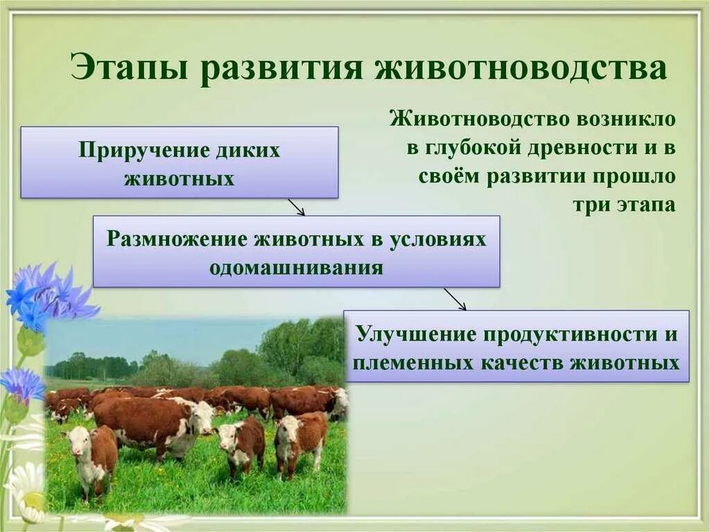 Развитие товарного животноводства. Племенное животноводство. Современные молочные фермы. Развитие товарного животноводства. Развитие товарного животноводства.