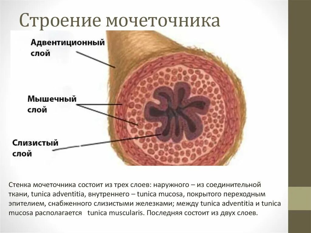 Слои мочеточника. Строение стенки мочеточника анатомия. Строение стенки мочеточника гистология. Строение мочеточника слои. Мочеточник строение части.