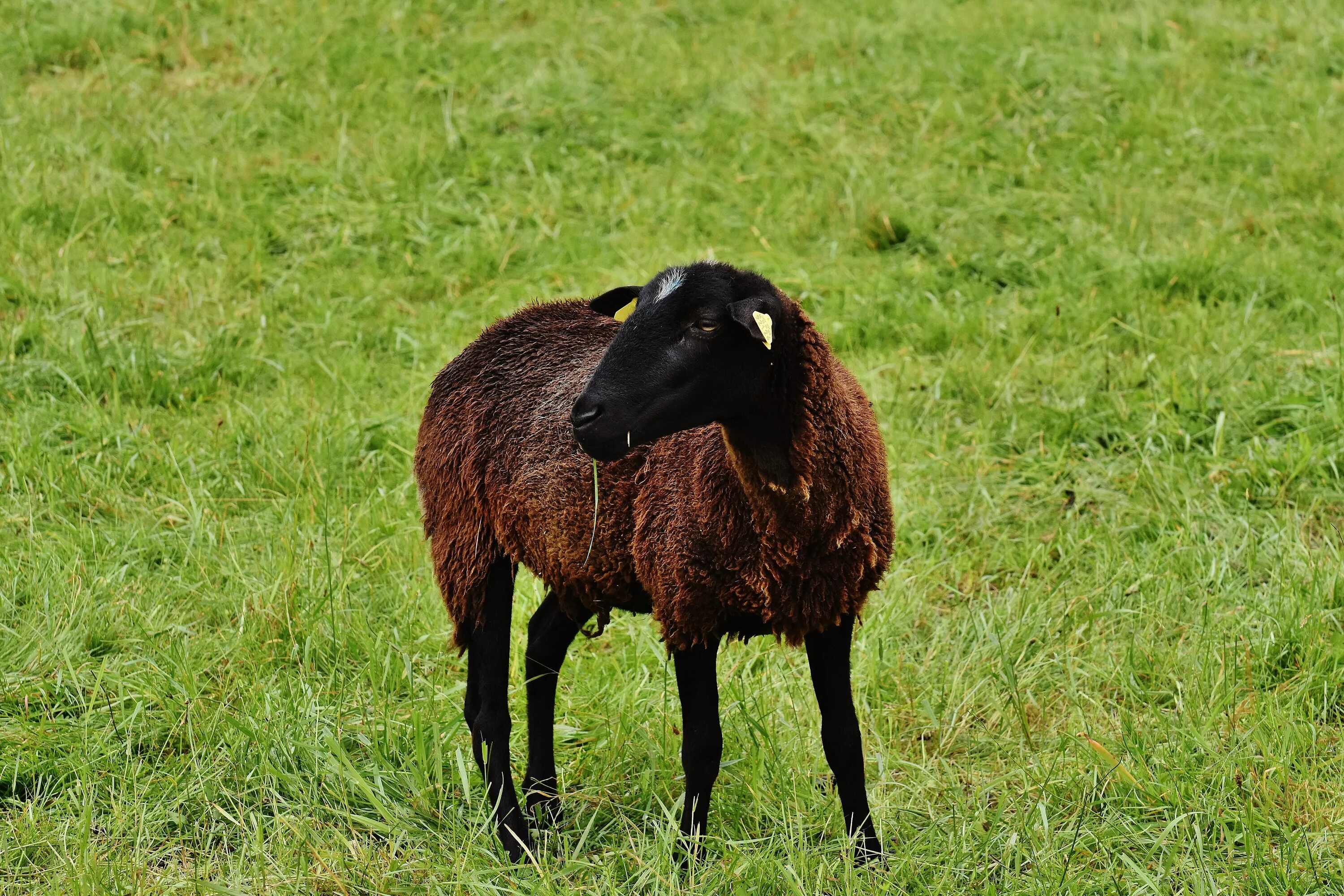 Пасла животных. Черный баран. Черная Овечка. Овцы с коричневой шерстью. Черный ягненок.