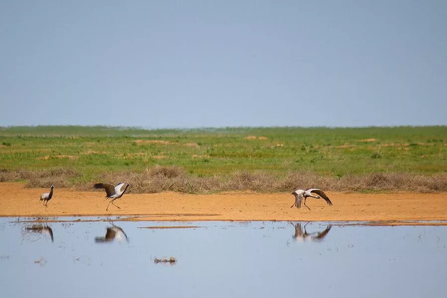 Заповедник черные земли калмыкия. Kmgfys. Биосферный заповедник черные земли. Черныe земли, государственный природный биосферный заповедник. Журавль красавка в калмыкии.