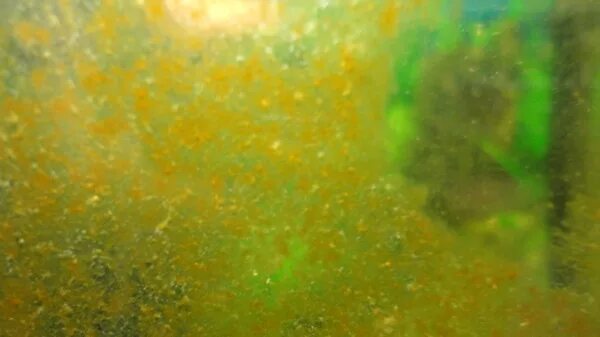 Почему на аквариуме появляется налет. Налет на стекле аквариума. Налет на стенках аквариума. Коричневый налет на стенках аквариума. Желтый налет в аквариуме.