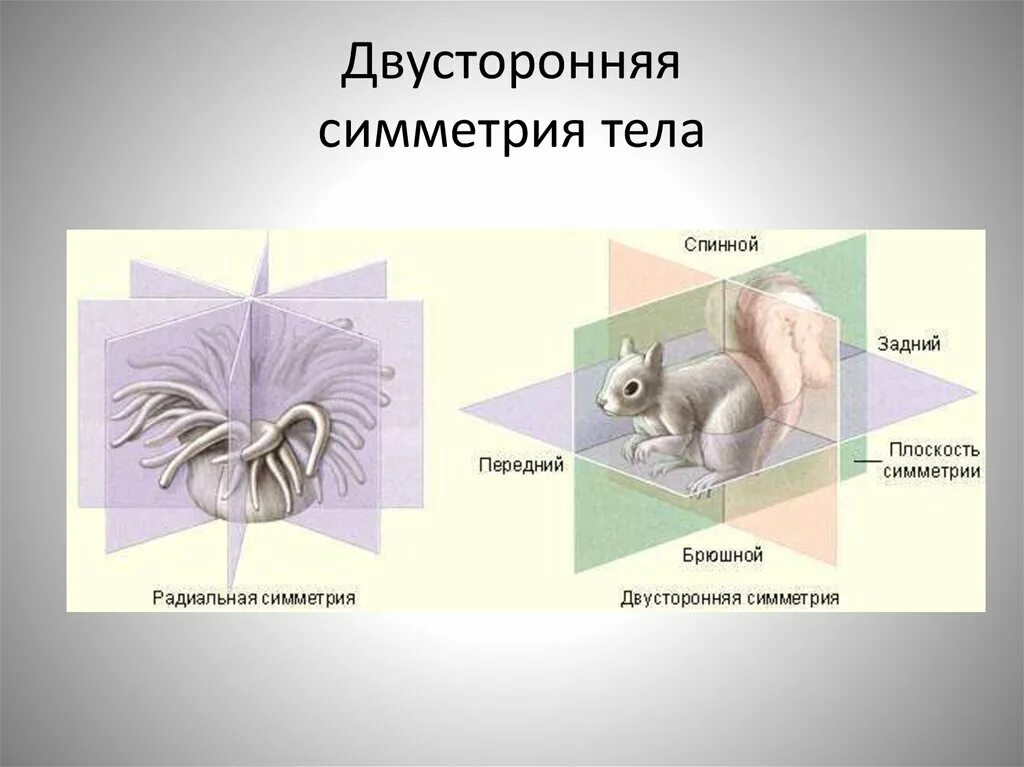 Тип симметрии животного радиальную. Двусторонняя (билатеральная) симметрия. Двусторонняя симметрия у животных. Симметрия тела. Двусторонне симметричные животные.