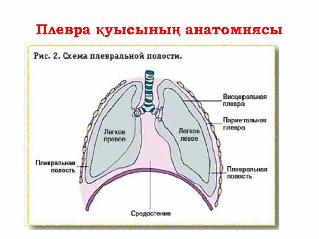 Субплевральные отделы легких