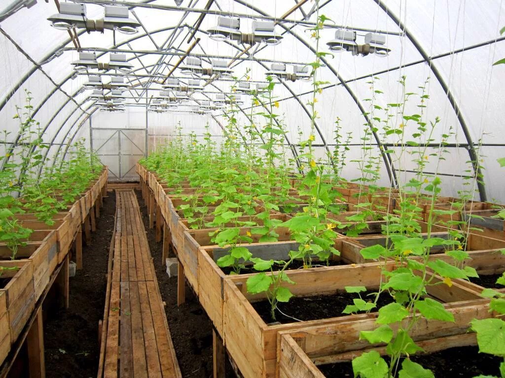 Можно применять теплицу. Парник Greenhouse т-21. Круглогодичная теплица. Зимняя теплица. Теплица внутри.