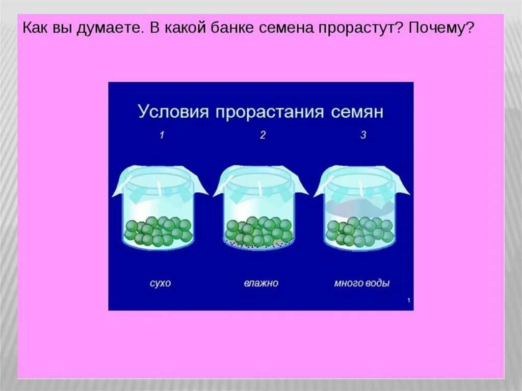 Презентация прорастание семян 6 класс пасечник. Условия прорастания семян 6 класс биология. Биология 6 класс прорастание семян условия прорастания. Условия необходимые для прорастания семян биология 6. Главные условия для прорастания семян 6 класс биология.