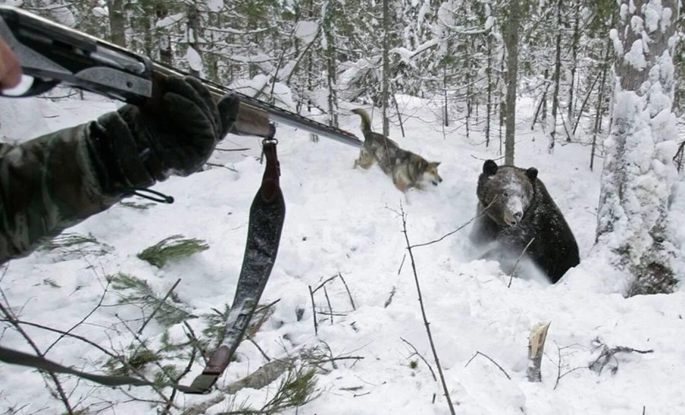 Охота на медведя Берлога Сибирь. Охотники Якутии промысловики. Берлога охотника