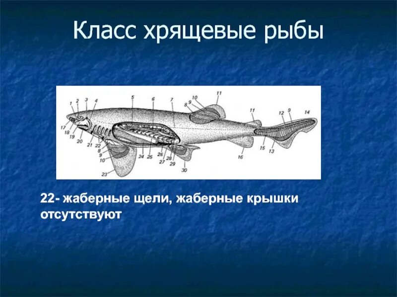 Характерные признаки типа жаберных щелей. Дыхательная система хрящевых рыб. Жаберные щели хрящевых рыб. Жаберные крышки у хрящевых рыб. Строение акулы.