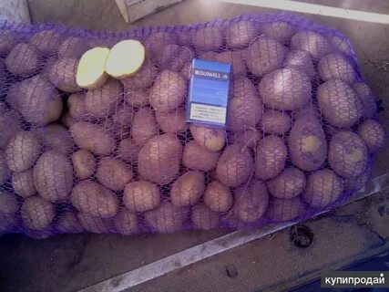 Кфх семенного картофеля