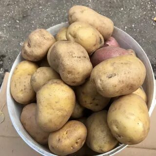 Продам картофель