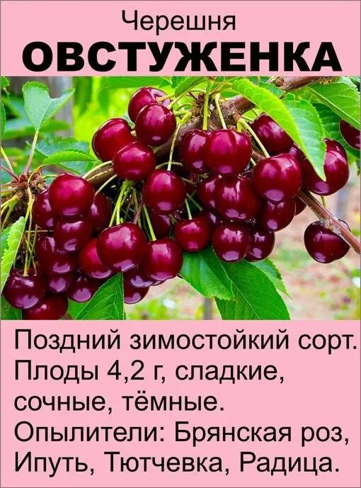 Черешня ипуть описание сорта опылители морозостойкость. Черешня овстуженка. саженцы черешня овстуженка. черешня сорт овстуженка. самоплодная черешня овстуженка.