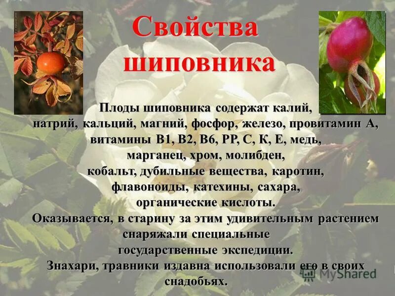 Шиповник витамины. Шиповник витамины содержит. Шиповник витамины и микроэлементы. В шиповнике содержится витамин. Плоды шиповника содержат витамины.