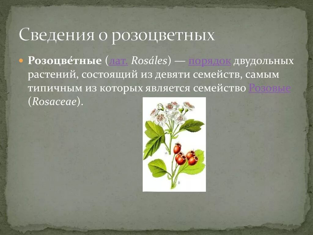 Стебли семейства розоцветных. Стебли семейства розоцветных