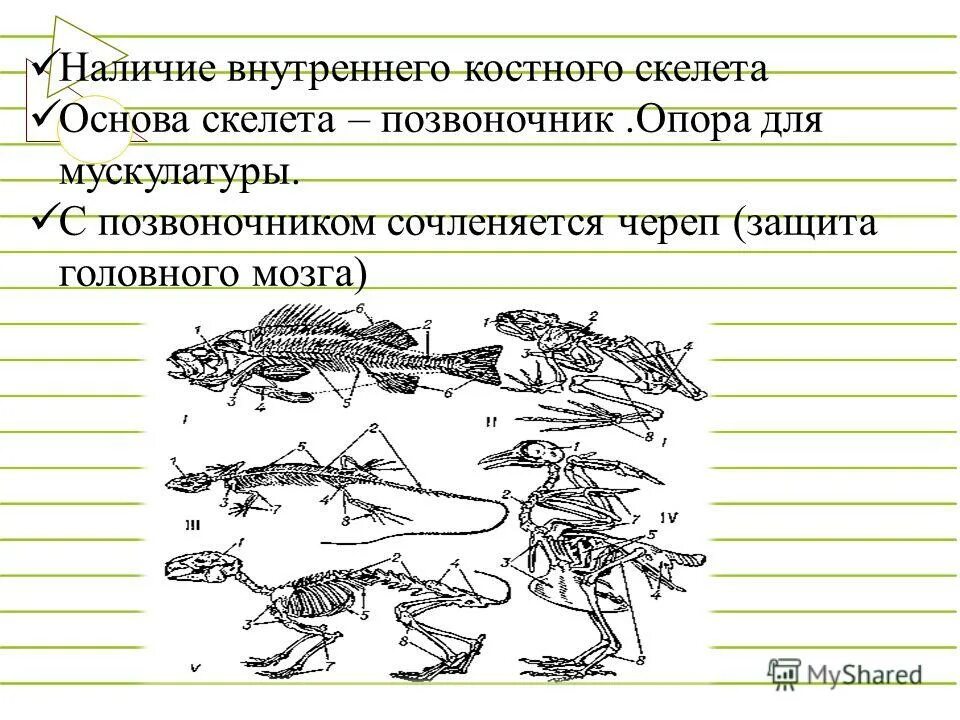 Внутренний скелет позвоночных. Внутренний скелет позвоночных