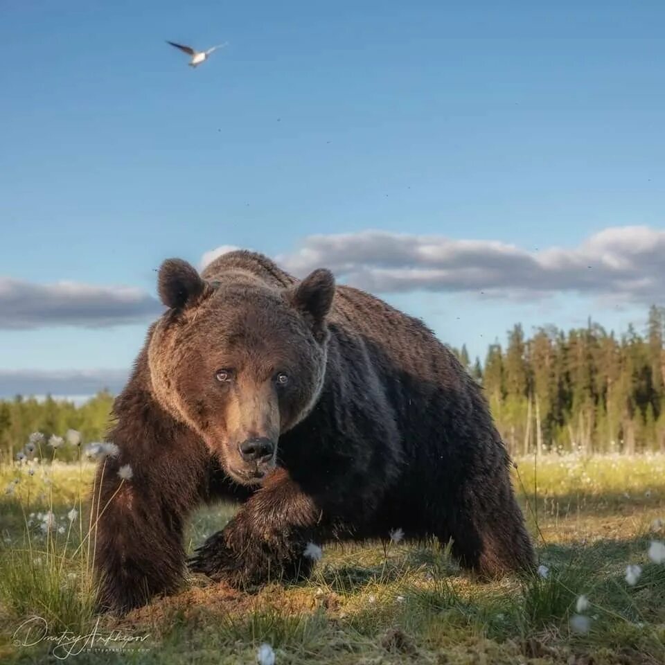 На каких обитают медведи гризли. Северная Америка медведь Гризли. Гризли североамериканский бурый медведь. Сибирский бурый медведь. Бурый медведь Забайкалья.