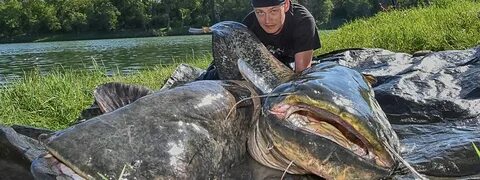 Год сома видео