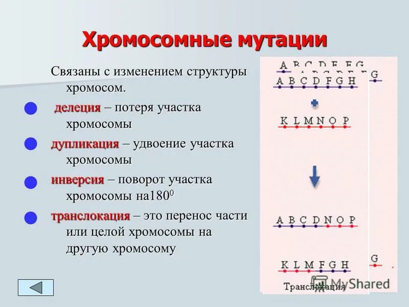 Хромосомные мутации. Хромосомные мутации связанные с изменением структуры хромосом. Хромосомные удвоение участка хромосомы