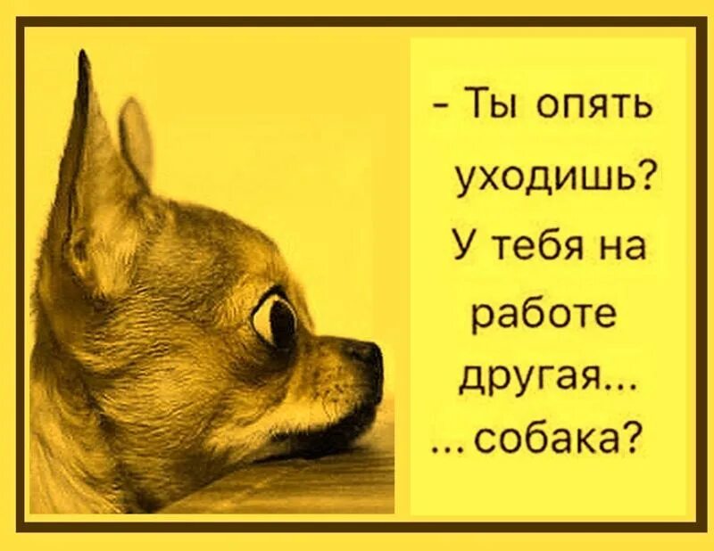 У тебя на работе другая собака. Открытка у тебя на работе другая собака?. У тебя там есть другая собака. Что опять смешные картинки. Ты снова лучше всех